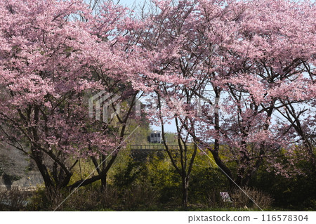 JR Kyushu Nichinan Line tourist train Umisachi Yamasachi running among cherry blossoms 116578304