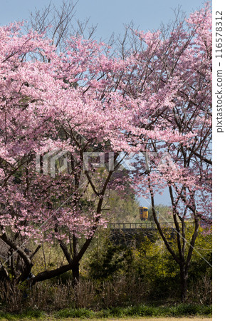 JR Kyushu Nichinan Line's yellow DL Kiha 40 train running among cherry blossoms 116578312