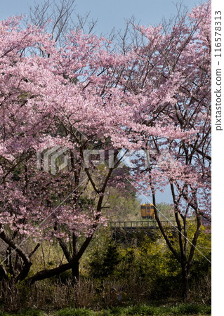 JR Kyushu Nichinan Line's yellow DL Kiha 40 train running among cherry blossoms 116578313