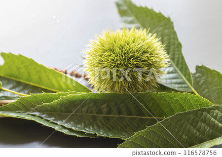 still blue burr 116578756