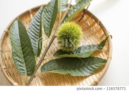 still blue burr 116578771