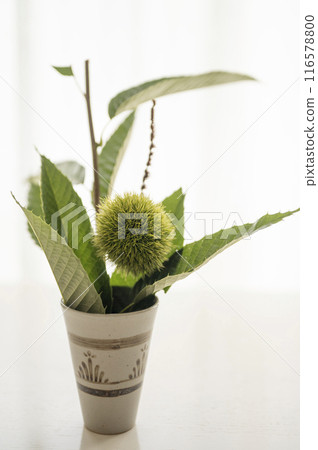 Chestnuts in a cup 116578800