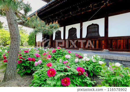 The peony of Kyoto Kenninji 116578902