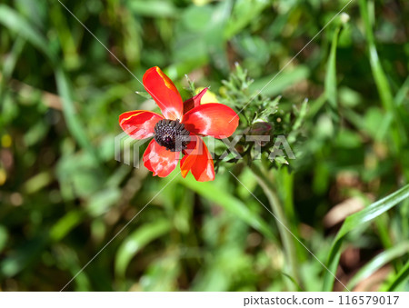 Persian buttercup from Mediterranean region (lat.- Ranunculus asiaticus) Persian buttercup from Mediterranean region (lat.- Ranunculus asiaticus) 116579017