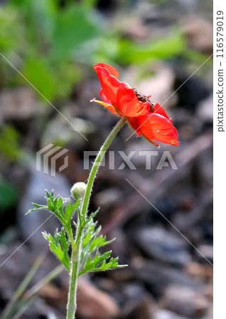 Persian buttercup from Mediterranean region (lat.- Ranunculus asiaticus) 116579019