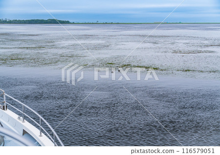 [北海道]別海町觀光船/觀賞海豹（在船上看到海豹） 116579051