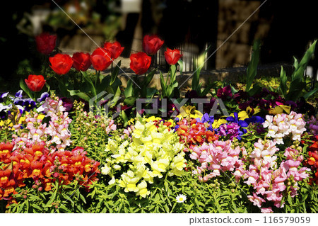 三月的春天花園裡盛開著色彩繽紛的金魚草花 三月的春天花園裡盛開著色彩繽紛的金魚草花 116579059