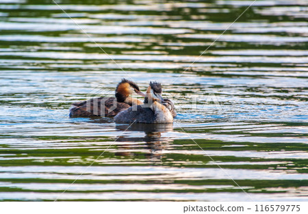 The waterfowl bird, great crested grebe with chick, swimming in the lake. 116579775