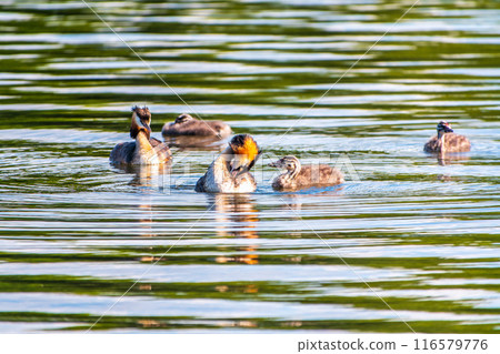 The waterfowl bird, great crested grebe with chick, swimming in the lake. 116579776