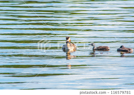The waterfowl bird, great crested grebe with chick, swimming in the lake. 116579781