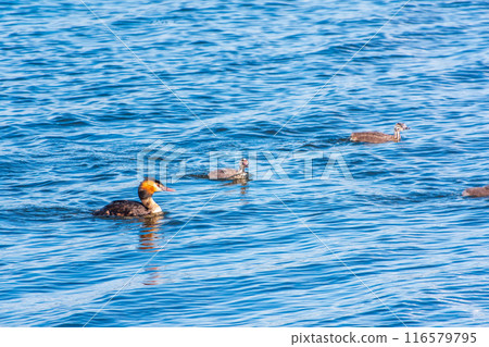 The waterfowl bird, great crested grebe with chick, swimming in the lake. 116579795