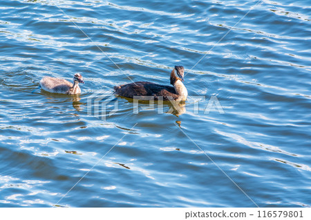 The waterfowl bird, great crested grebe with chick, swimming in the lake. 116579801