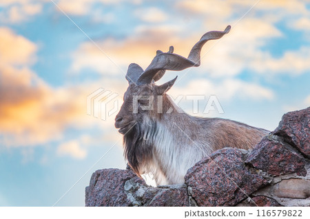 Close-up portrait of Markhor, Capra falconeri, wild goat native to Central Asia, Karakoram and the Himalayas Close-up portrait of Markhor, Capra falconeri, wild goat native to Central Asia, Karakoram and the Himalayas 116579822