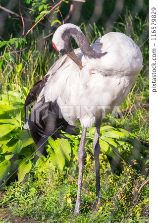 Red-crowned crane (Grus japonensis), also known as the Japanese crane or Manchurian crane. 116579829