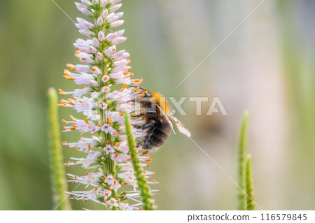 White Culver's root, Veronicastrum virginicum 'Alba', blooming in an autumn garden and giving nectar to bees 116579845