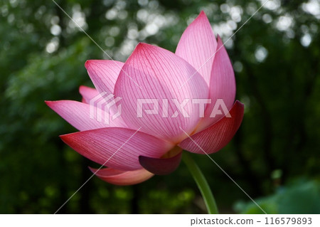 Lotus flower Lotus flower 116579893