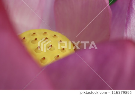 Lotus flower Lotus flower 116579895