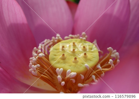 Lotus flower Lotus flower 116579896