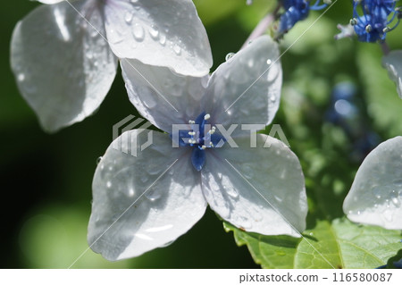 Beautiful water droplets on hydrangeas in the sun Beautiful water droplets on hydrangeas in the sun 116580087