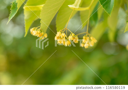 滋賀縣東近江市百濟寺院內菩提樹花盛開，散發怡人的清香 116580119