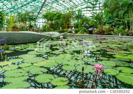 滋賀縣草津市水之森水生植物公園溫室蓮花館池塘裡漂浮的睡蓮 116580202