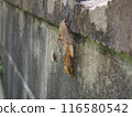 Buzzards mating on a block wall 116580542