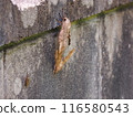 Buzzards mating on a block wall 116580543