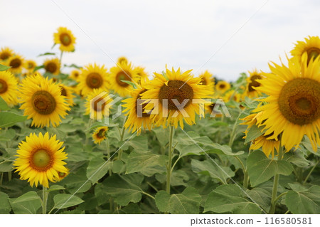 Landscape with summer flowers Landscape with summer flowers 116580581