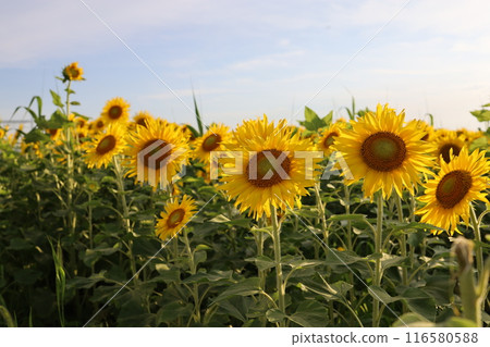 Towards the Sun Towards the Sun 116580588