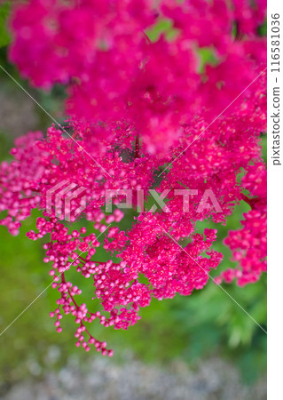 This flower was named "Kyouganoko" (Kyoto Kanoko) after the "Kanoko Shibori" pattern. The flower's meaning is "secret love" and "simple beauty." 116581036
