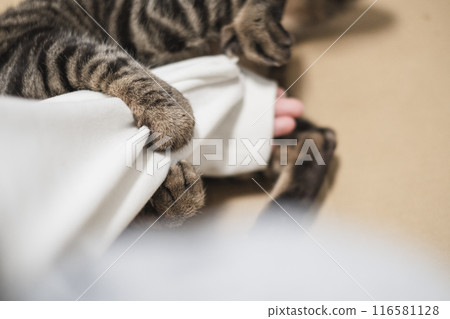 貓咪用人類的手臂踢腿 貓咪用人類的手臂踢腿 116581128