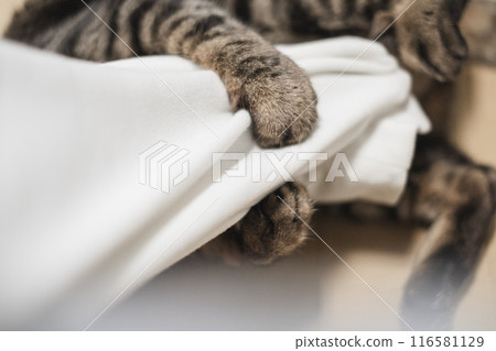 貓咪用人類的手臂踢腿 116581129