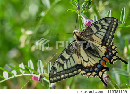 堅持花的Swallowtail蝴蝶 堅持花的Swallowtail蝴蝶 116581139