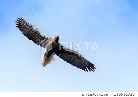 藍天上空悠閒地飛翔的虎頭海鷹 藍天上空悠閒地飛翔的虎頭海鷹 116581322
