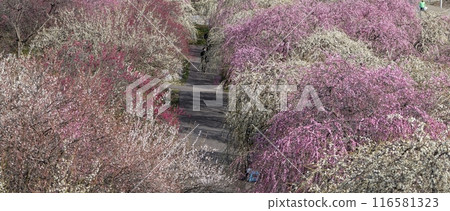 A view of the park surrounded by colorful plum blossoms in full bloom as seen from the observation deck A view of the park surrounded by colorful plum blossoms in full bloom as seen from the observation deck 116581323