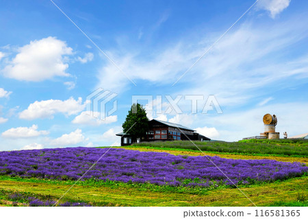 Lavender blooming hill 116581365
