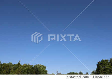 A bird flying in the blue sky A bird flying in the blue sky 116581366