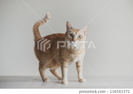 貓抬起尾巴抬頭仰望 貓抬起尾巴抬頭仰望 116581372