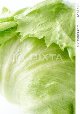 新鮮生菜特寫 116581578