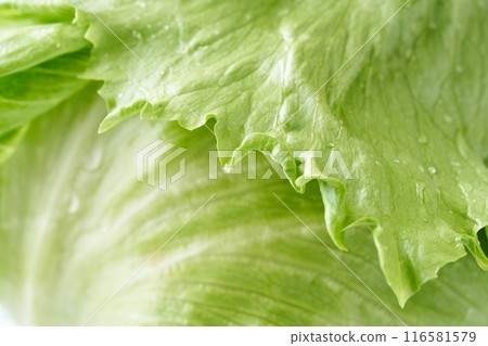 新鮮生菜特寫 116581579