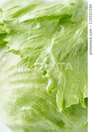 新鮮生菜特寫 116581580