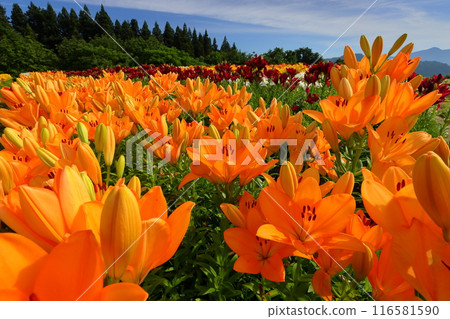 Horinouchi, Uonuma City, Niigata Prefecture A close-up of lilies and a view of the blue sky from a flowerbed at Tsukioka Park Flower Square, where lilies, a specialty of Uonuma, bloom. 116581590