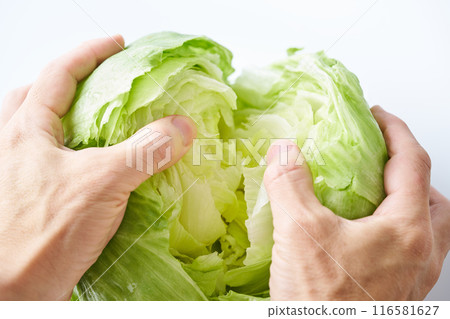 用手撕新鮮生菜 116581627