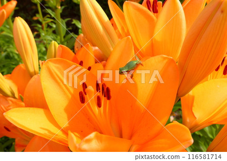 A close-up of a Japanese tree frog and lilies in the flowerbed at Tsukioka Park Flower Square, Horinouchi, Uonuma City, Niigata Prefecture, where Uonuma's specialty lilies are in bloom. 116581714