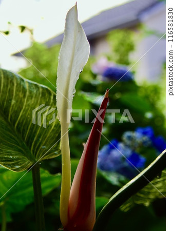 喜林芋和繡球花正在享受持續的降雨。 116581830