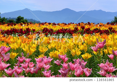 Horinouchi, Uonuma City, Niigata Prefecture Tsukioka Park Hana Hiroba, where colorful Uonuma lilies bloom and the view of Mt. 116581865