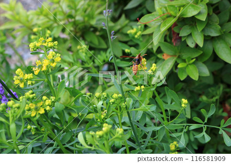 Paper wasp, image 116581909