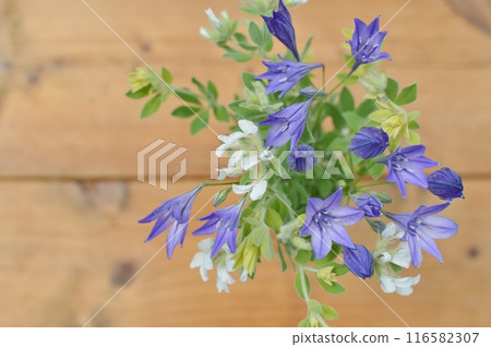 Purple Tritalea and Lotus Brimstone flowers 116582307