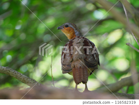 一隻小尾海燕棲息在樹枝上 116582319