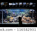 水族館 116582931